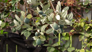 Feijoa