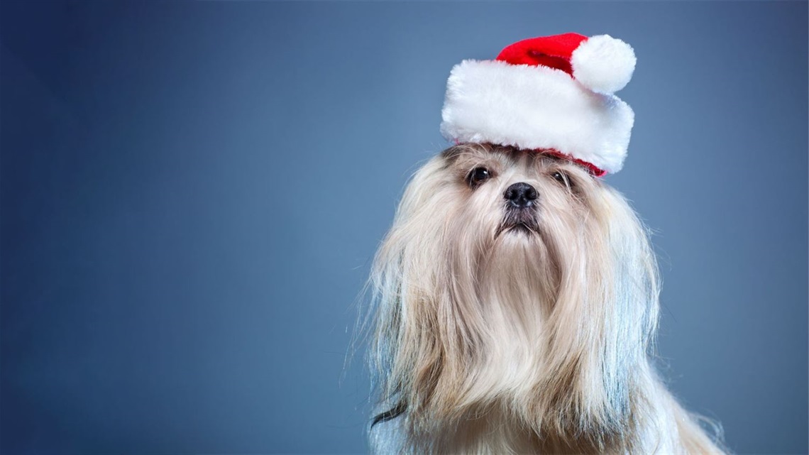 Small fluffy dog wearing a Father Christmas hat.