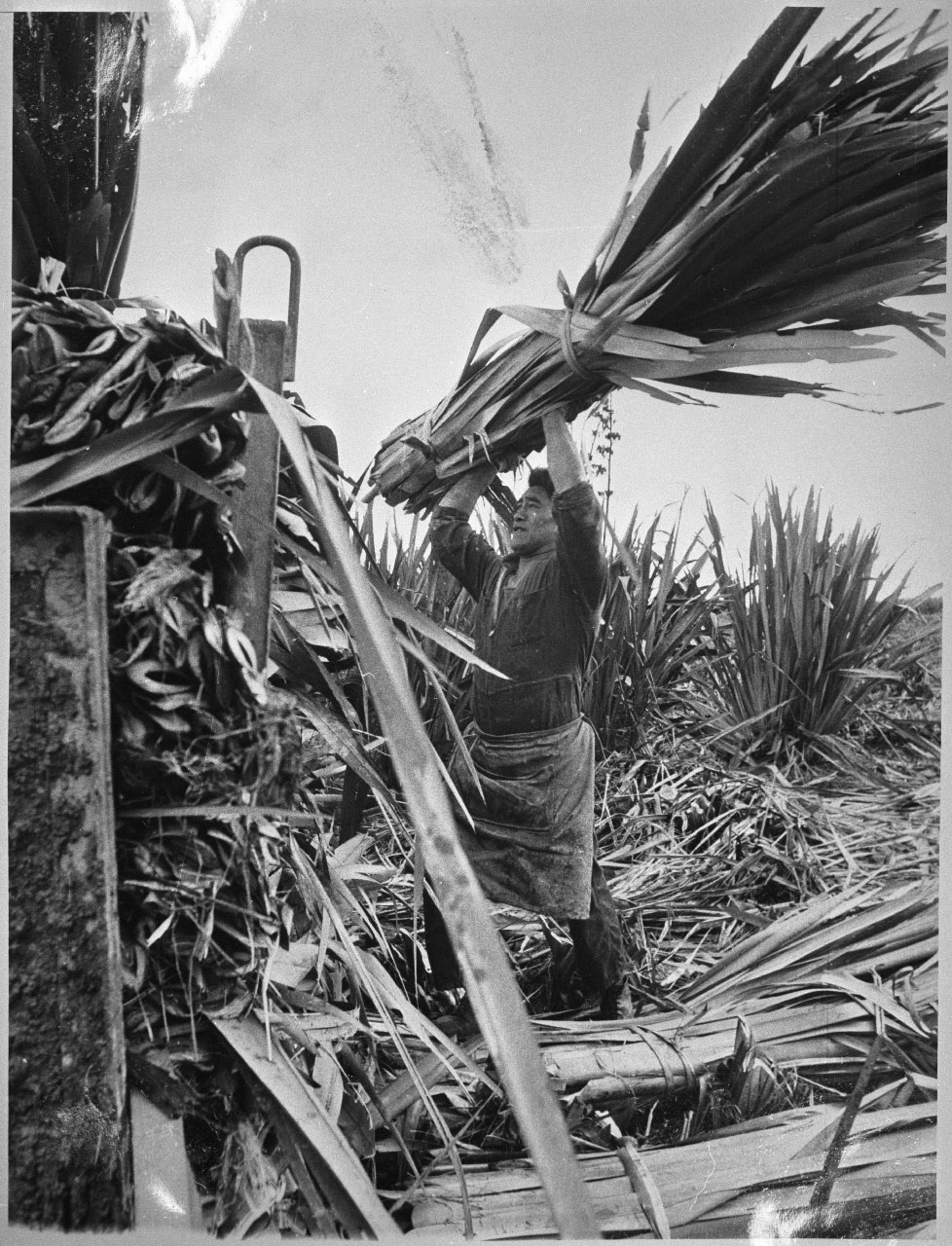 Black and white photo shows a man lifting a bunch of flax in the field. 