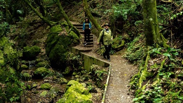 Couple walking shady track through native bush.