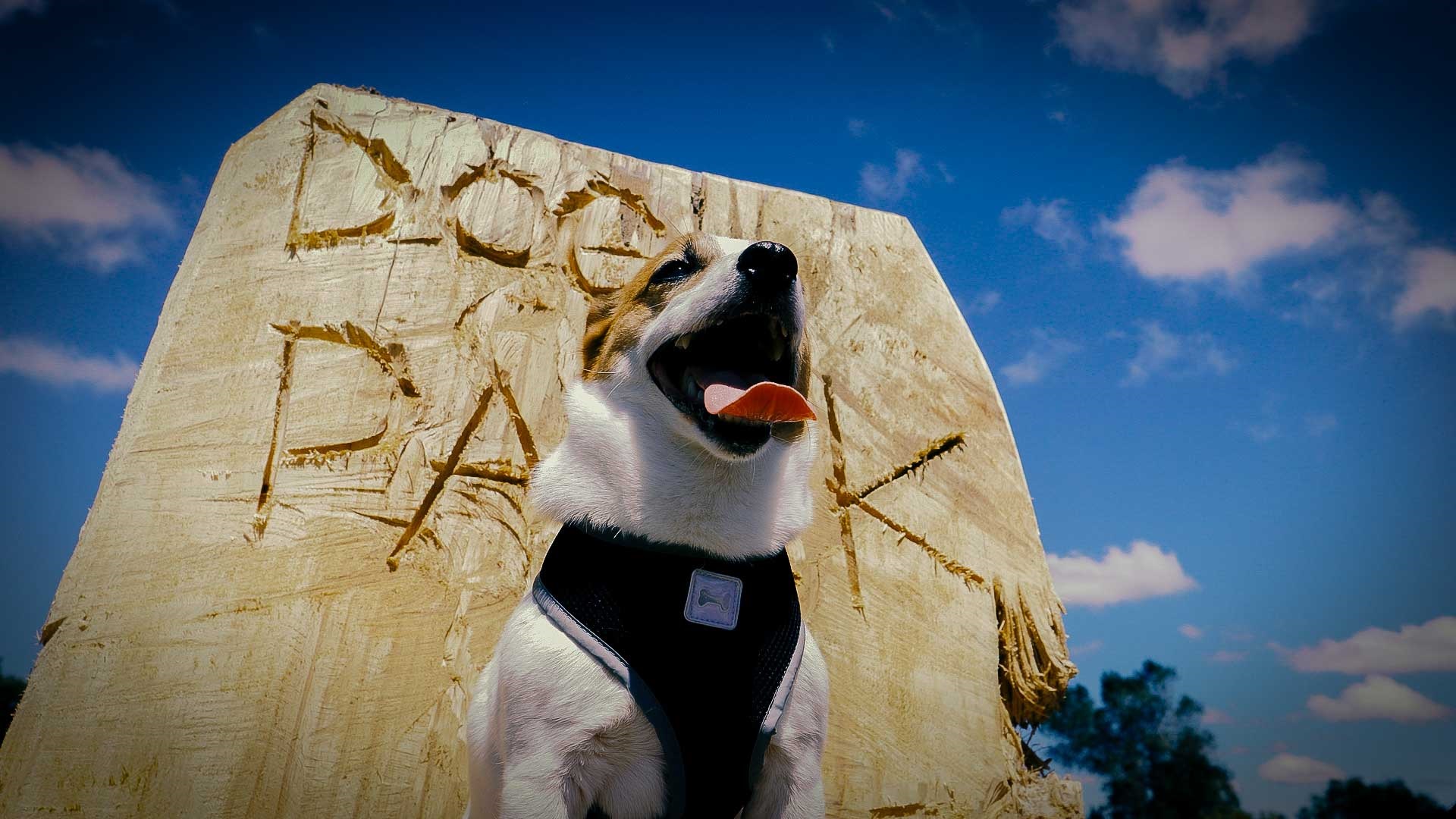 Dog sitting outside a timber sign at the entrance to the dog park in Ahimate Reserve.