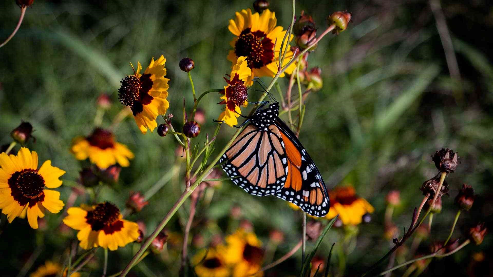Photo shows monarch butterfly feeding on flowers at the park.