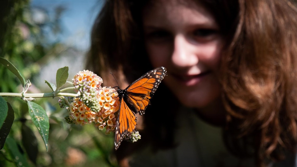 Photo shows closeup of child's face looking at butterfly perched on a flower.