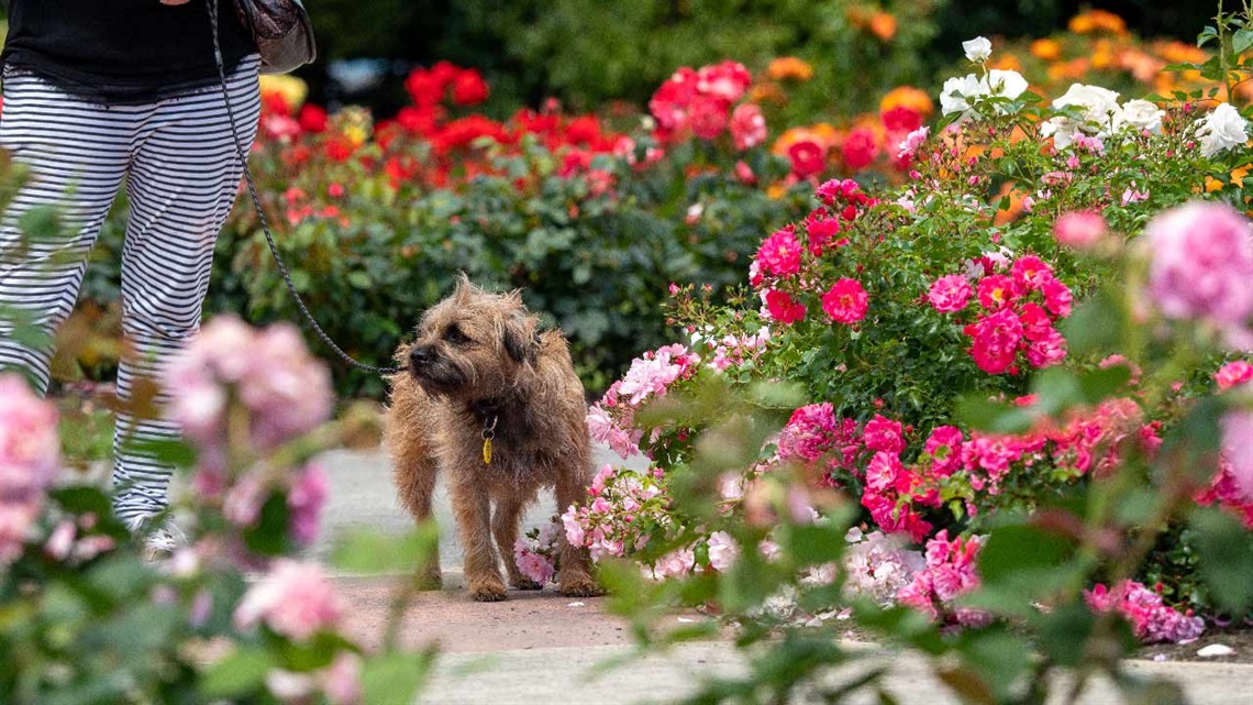 Photo shows a dog walking through the roses.