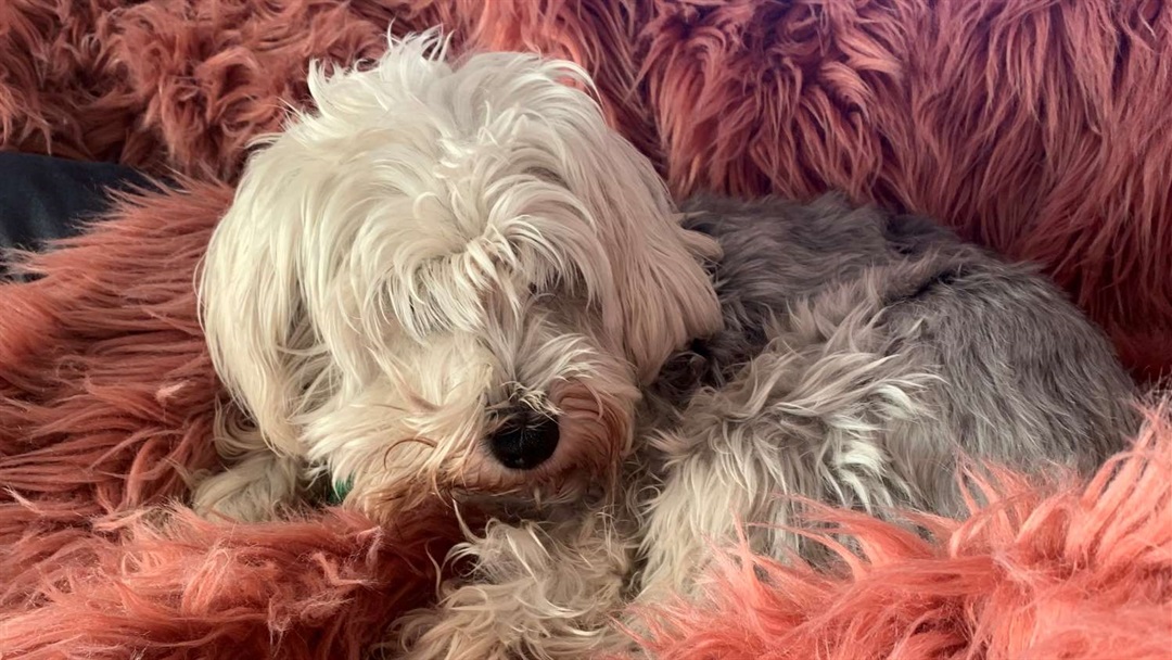 Review dog charges or penalties Palmerston North City Council