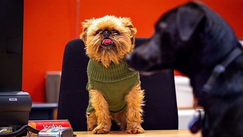 Small dog in green jumper sitting behind computer at customer service centre while a black lab lines up to pay its registration fee.