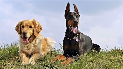 Two smiling dogs relax on a grassy bank.