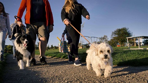 dogs-walking-with-family.jpg