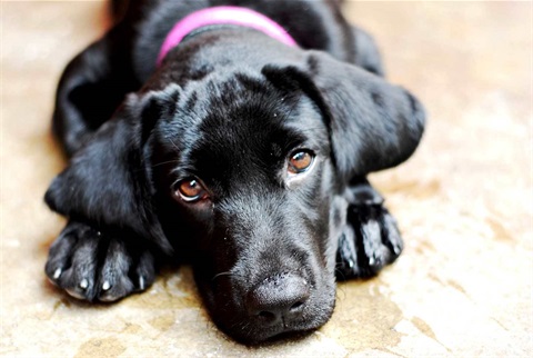 Black labrador with puppy dog eyes.