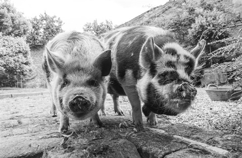 Kunekune pigs on a lifestyle block.
