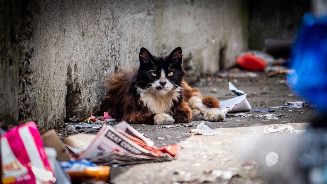 A stray cat sits on rubbish-covered concrete.