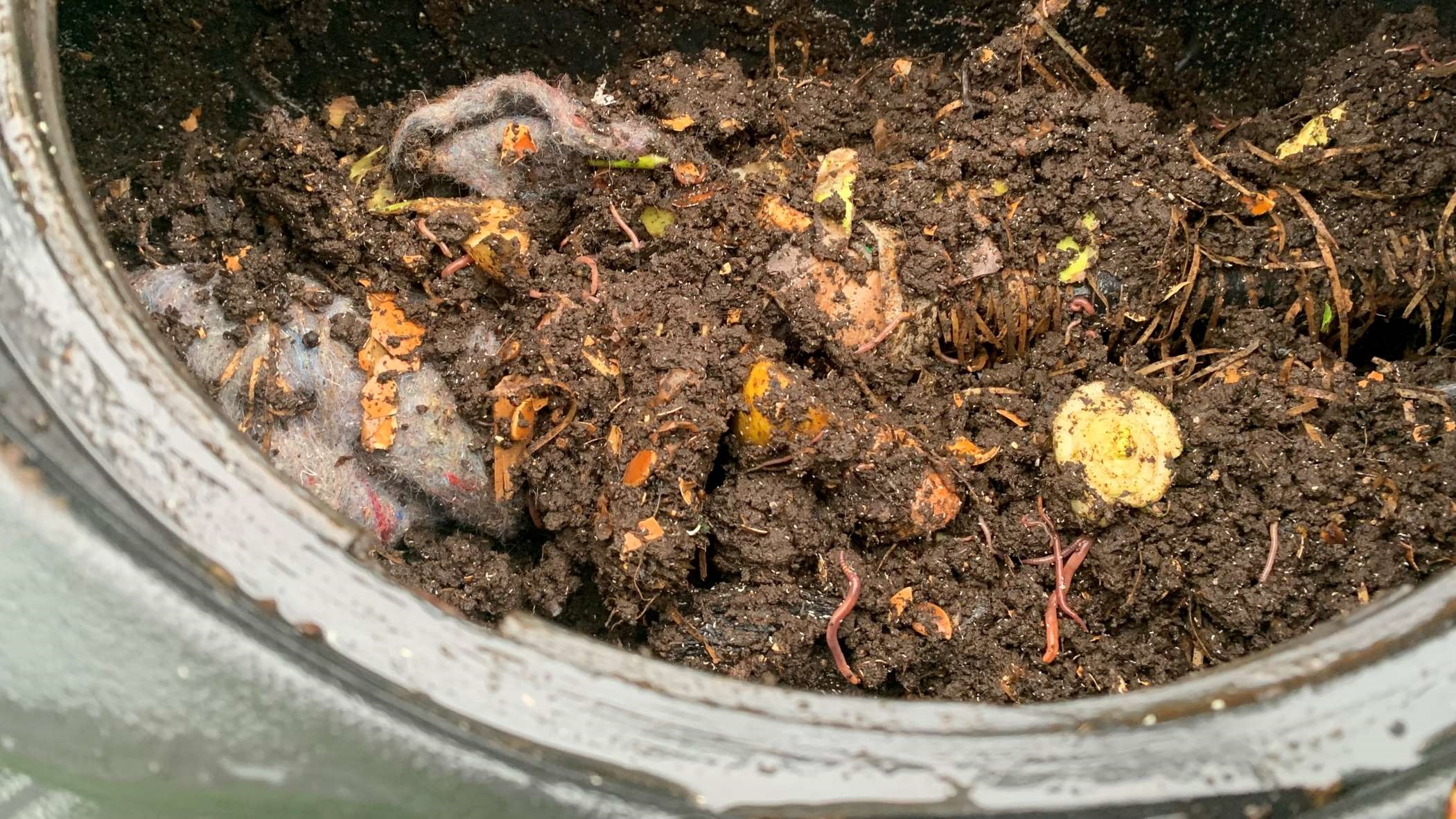 Photo shows interior of home compost bin, full of healthy compost with lots of worms. Most of the compost is broken down but you can also see some wool, straw, egg shell, fruit peel and vege scraps.