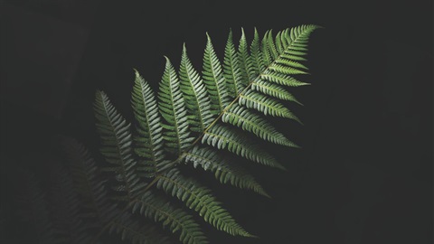 A verdant green fern leaf on a black background.