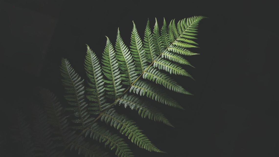 A verdant green fern leaf on a black background.