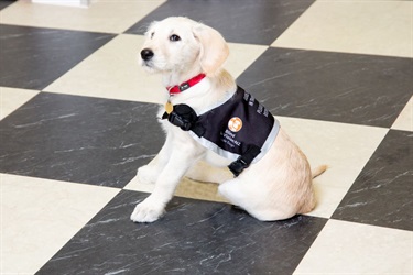 Image shows an assist dog with a black vest
