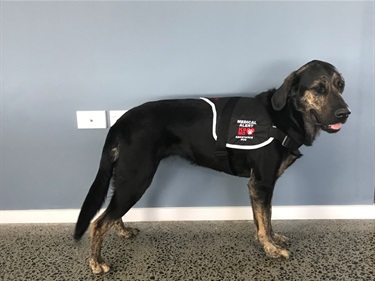Image shows an assist dog with a black vest