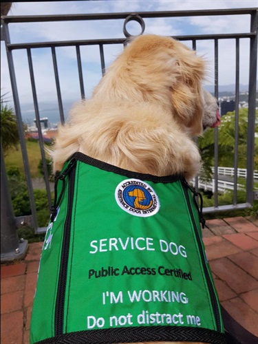 Image shows an assist dog with a green vest
