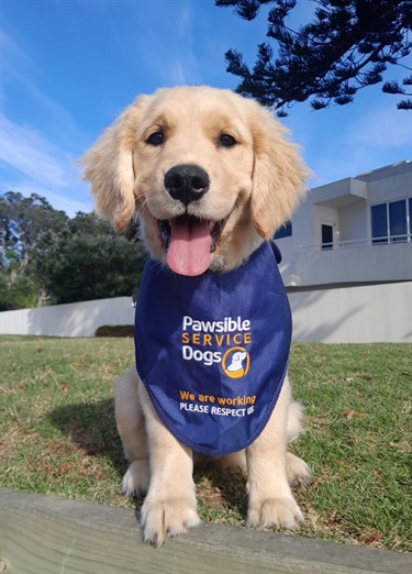Image shows an assist dog with a blue vest