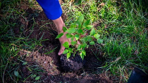 A person planting a young tree in the ground.