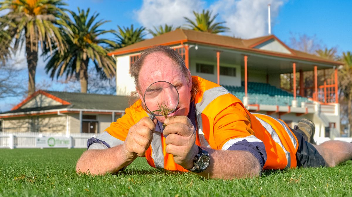 A man is stretched out on a cricket turf, inspecting the grass through a magnifying glass.