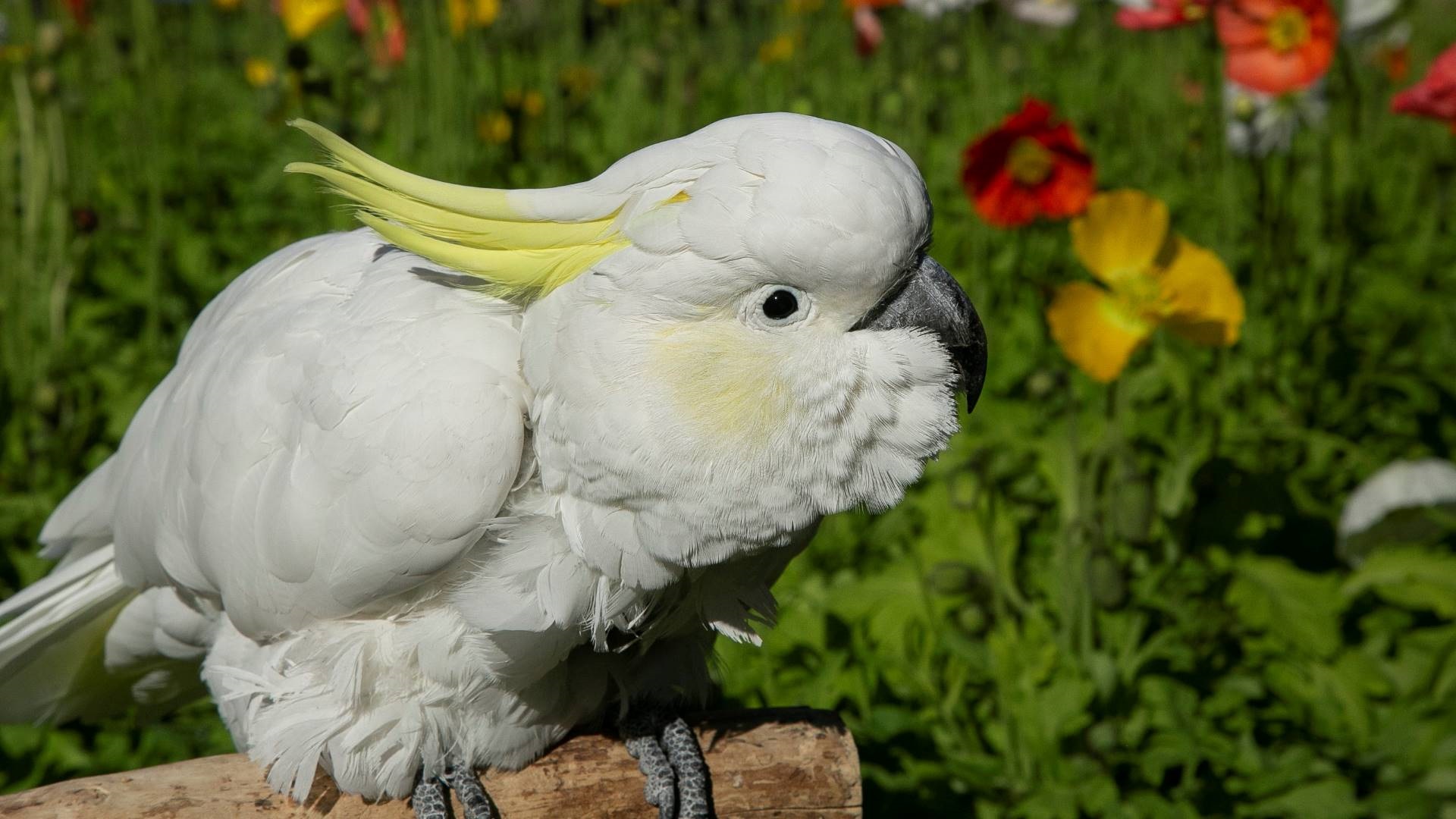 Cocky preening on a perch surrounded by poppies.