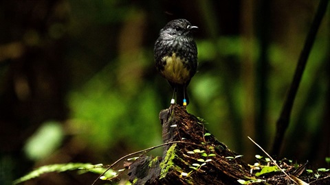 An alert robin with a band on its leg sits on a punga log in the bush.