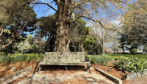 Photo shows a chair with plaque under a tree
