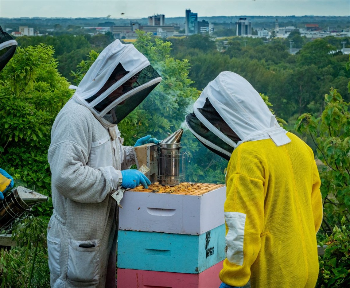 Beekeepers harvesting honey from an urban hive.