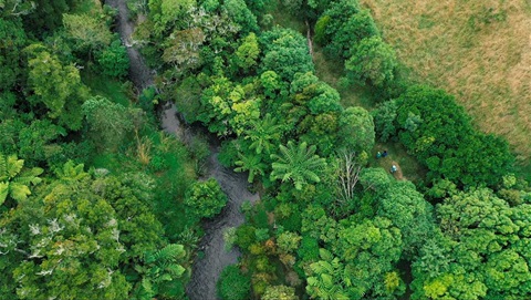 A gully through the reserve is regenerating with native bush.