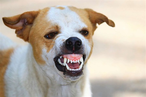 Small snarling dog with flattened ears and bared teeth.