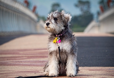 Miniature schnauzer puppy with yellow rego tag sitting nicely on He Ara Kotahi.