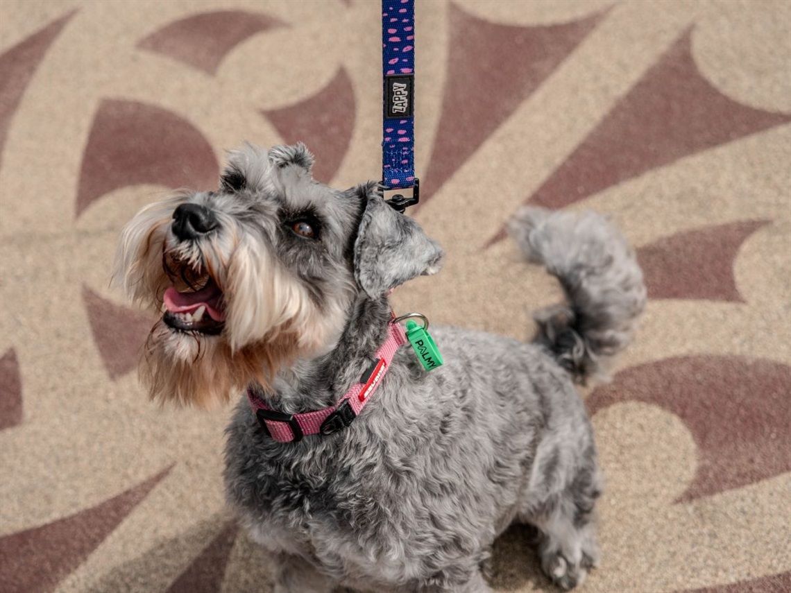 Mini schnauzer on He Ara Kotahi Bridge, wearing a new fur-ever tag.