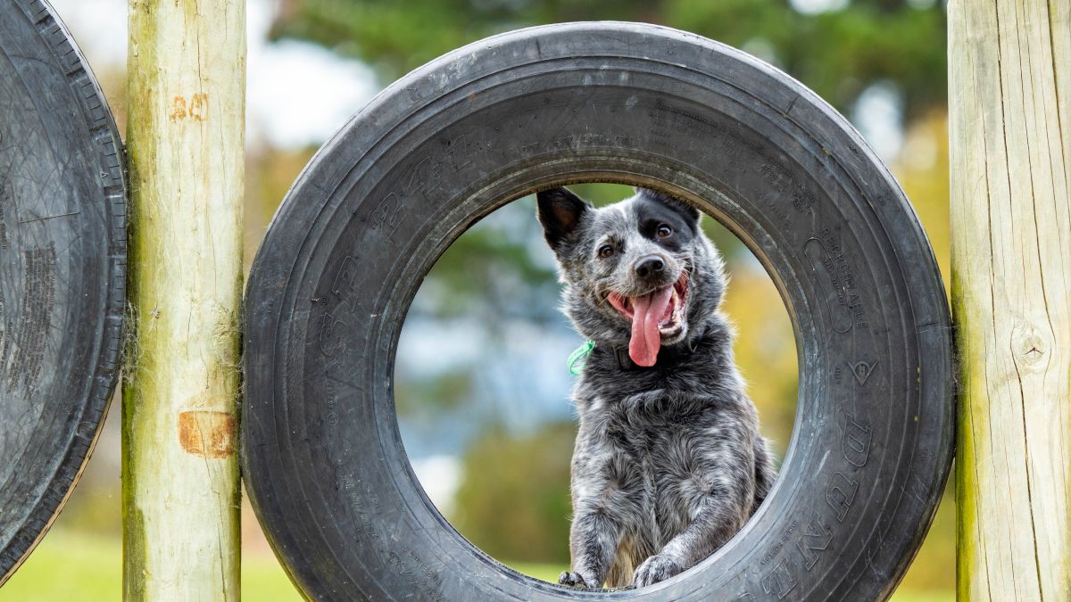A grey dog with a black mask over one eye and a sweet goofy grin, gorgeous Badger is the face of our 2026 dog registration campaign.