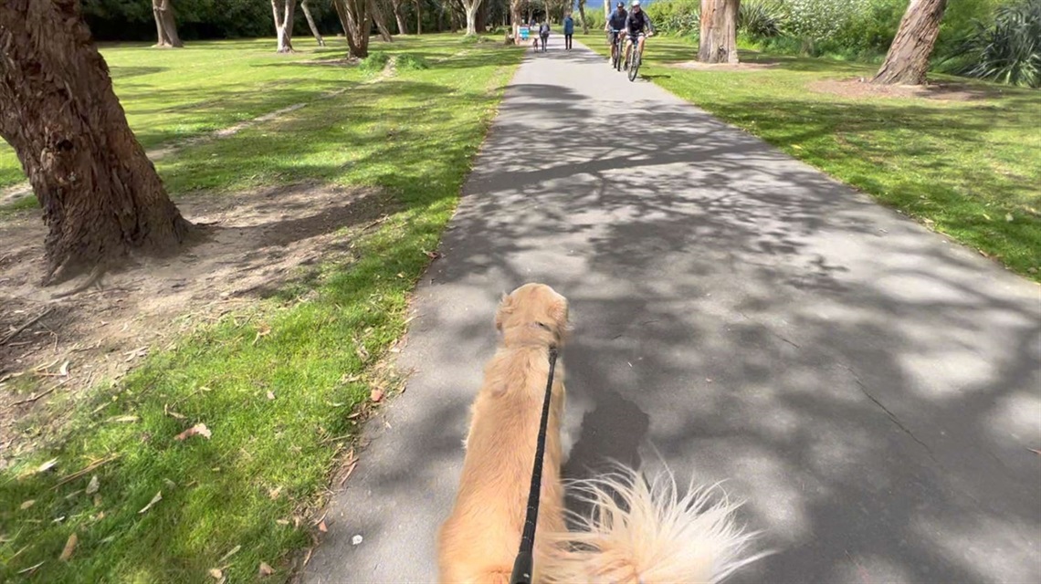 Dog walking the river pathway on leash with cyclists approaching.