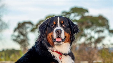 Tonka won a competition to become the face of council dog campaigns.