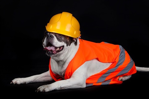 A dog wearing a hard hat and hi-vis.