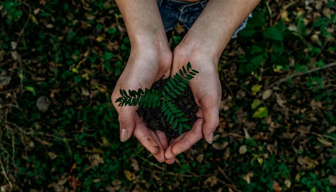 A person cradles a seedling in their cupped hands.