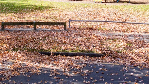 Image shows yellow leaves on and by the pathway