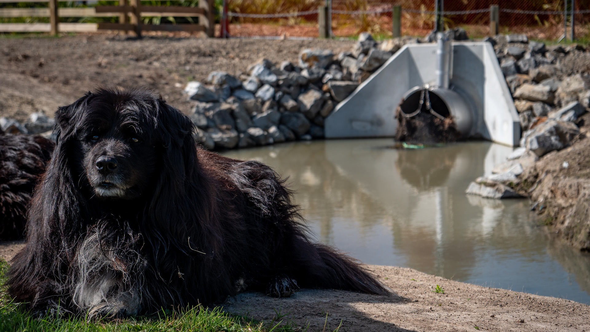Image shows a black dog sitting in front of a pond and stormwater culvert.