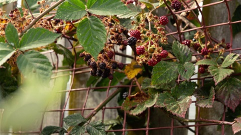 berries-community-orchards.jpg