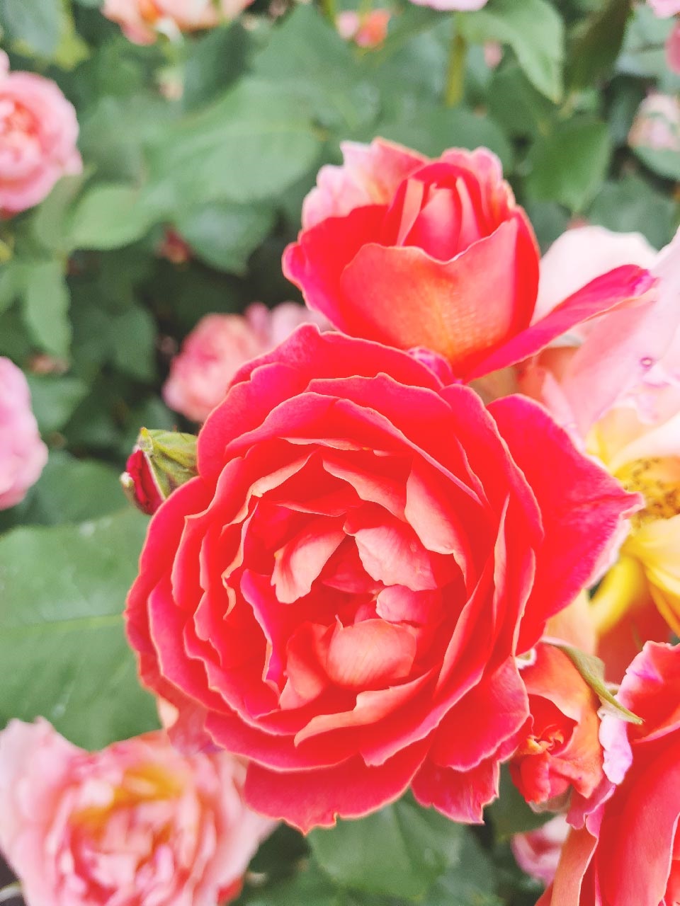 Picture shows a bunch of roses.