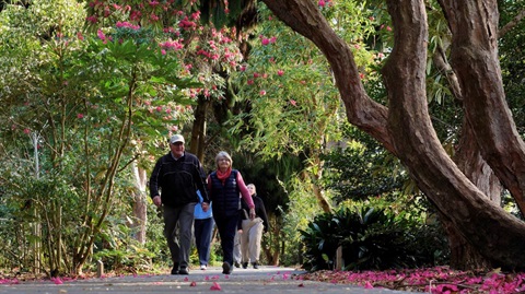 An older couple stroll along a formed pathway lined with mature camellias.