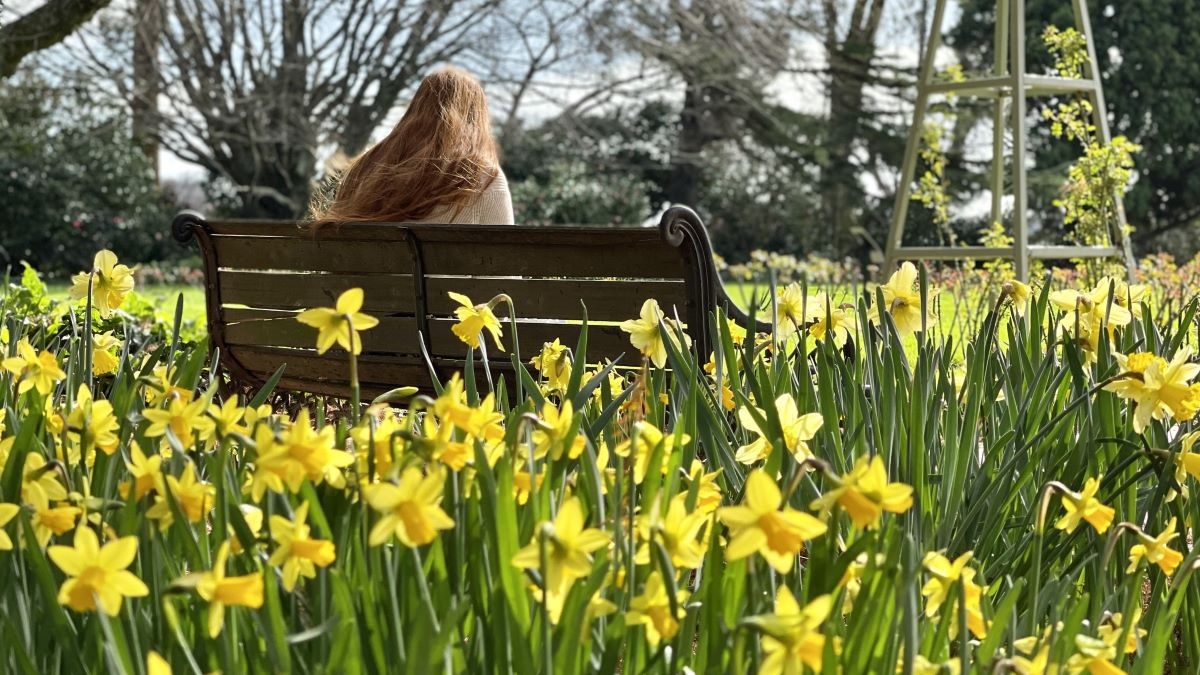 Woman sitting on a park bench amongst a sea of daffodils.