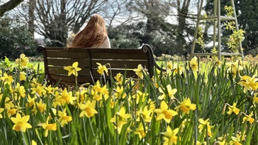 Woman sitting on a park bench amongst a sea of daffodils.