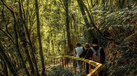 Three people walking through native bush.