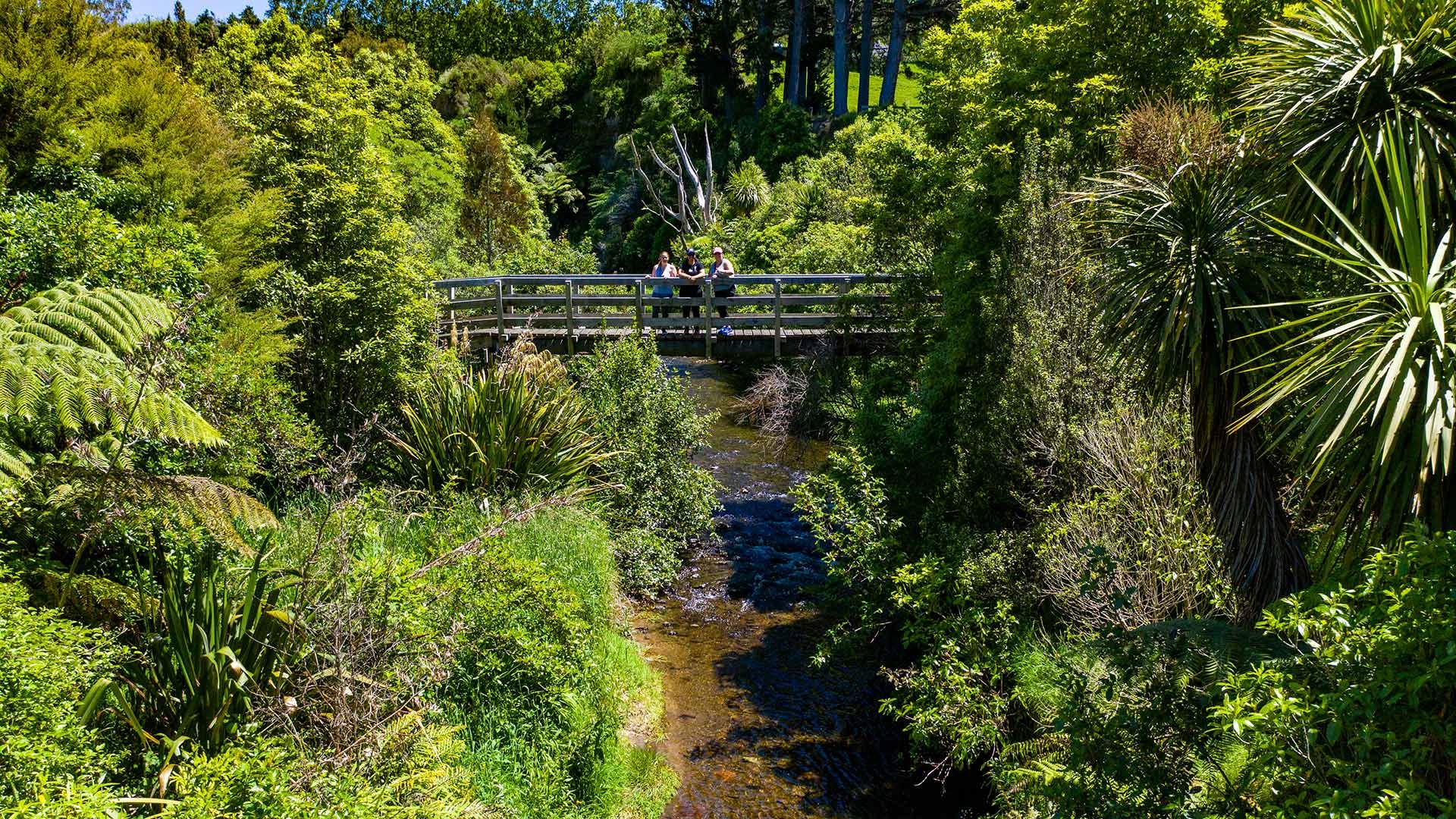 People on the bridge over a stream with native plants on both sides. 