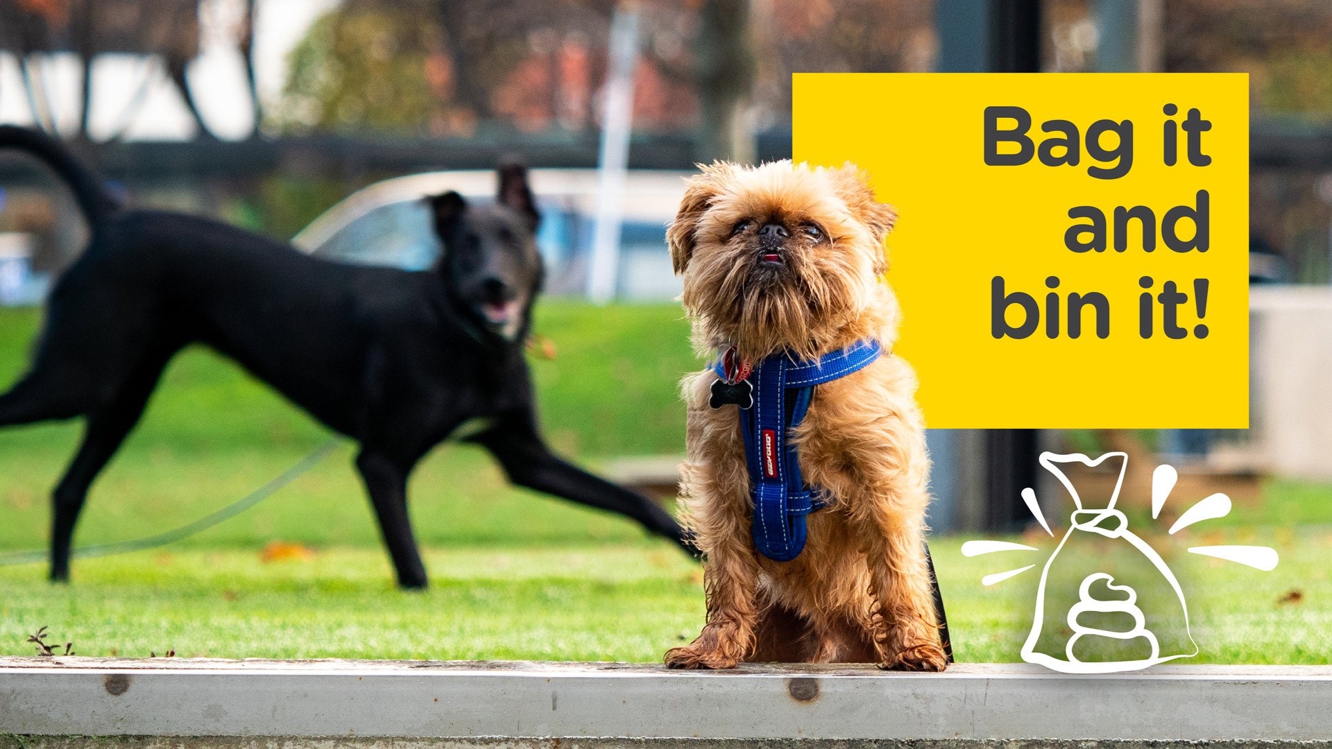 Two dogs play in a park. Overlaid text reads bag it and bin it