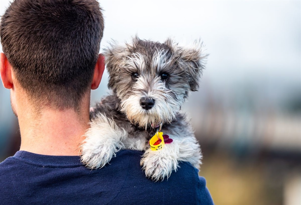 A fluffy puppy with a dog registration tag peers over the shoulder of its owner.over his shoulder.