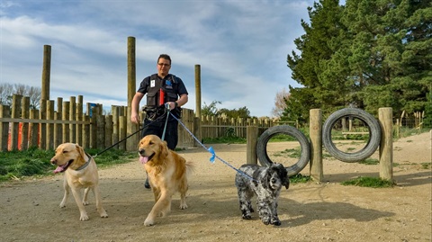 One of our animal management officers running at the dog park with 3 dogs on leads.