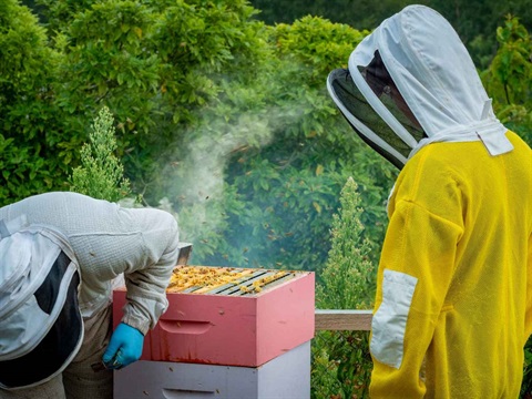 Beehive in an urban garden.